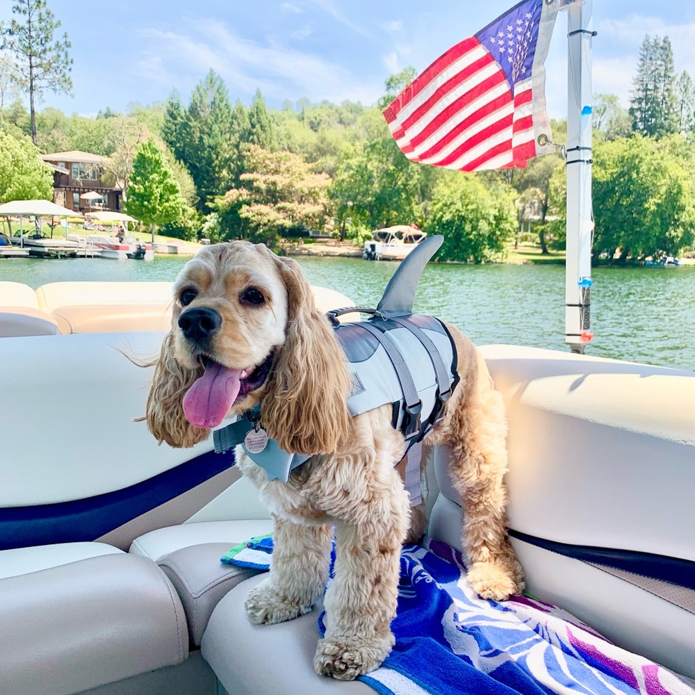 | furbaby love: dog swimming life vest |